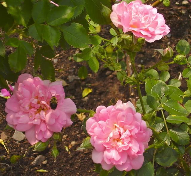 Photo Sharing and Video Hosting at Photobucket